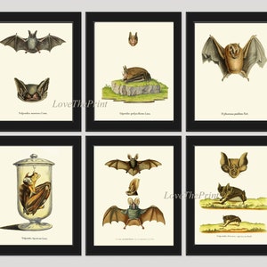 Bats Animal Wall Art Print Set of 6 Beautiful Vintage Forest Nature Illustration Farm Cabin Wildlife Science Home Room Decor to Frame BATS