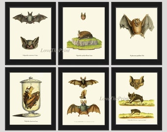 Bats Animal Wall Art Print Set of 6 Beautiful Vintage Forest Nature Illustration Farm Cabin Wildlife Science Home Room Decor to Frame BATS