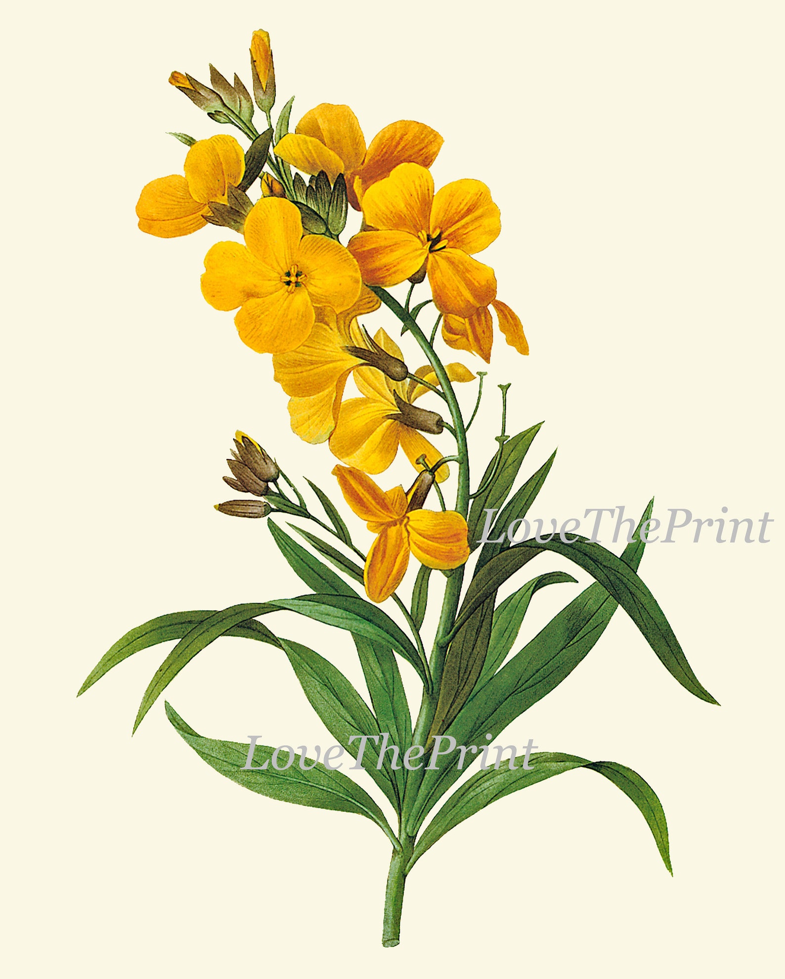 Vintage Botanical Wall Art Set of 6 Prints Beautiful Antique Yellow ...