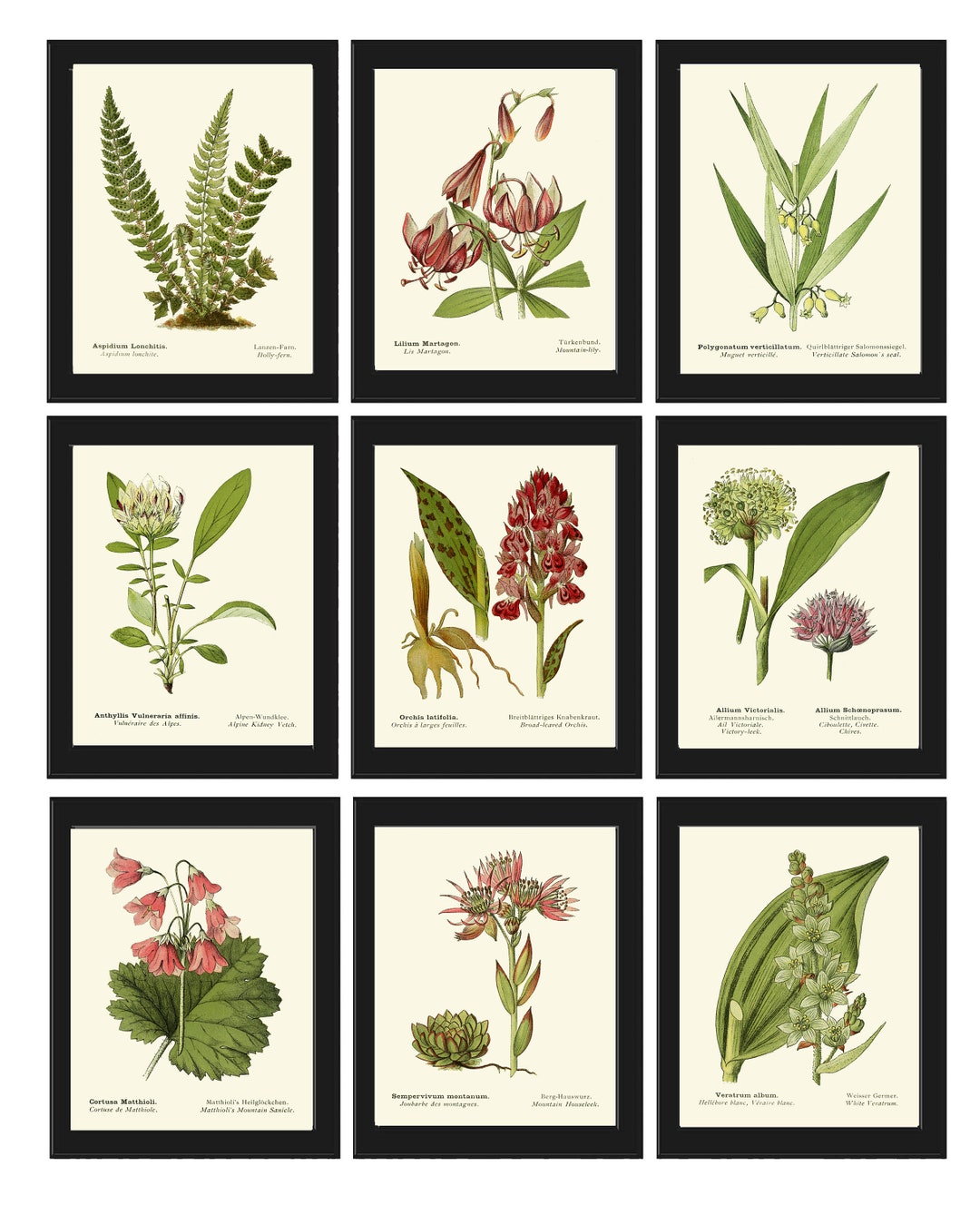 Green Wildflowers Vintage Botanical Wall Art Set of 9 Prints Beautiful ...