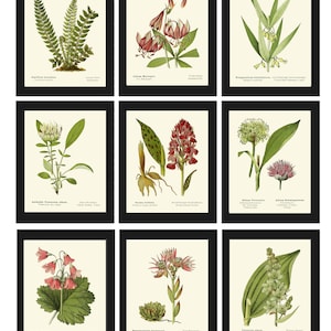 Green Wildflowers Vintage Botanical Wall Art Set of 9 Prints Beautiful Antique Pink Lilies Fern Illustration Plants Home Decor to Frame AFS