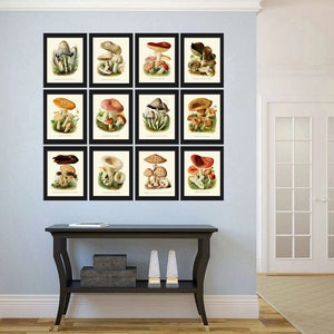 May include: A set of 12 framed vintage botanical illustrations of mushrooms. Each print features a different type of mushroom with detailed illustrations of the cap, stem, and gills. The prints are framed in black frames with white mounts.
