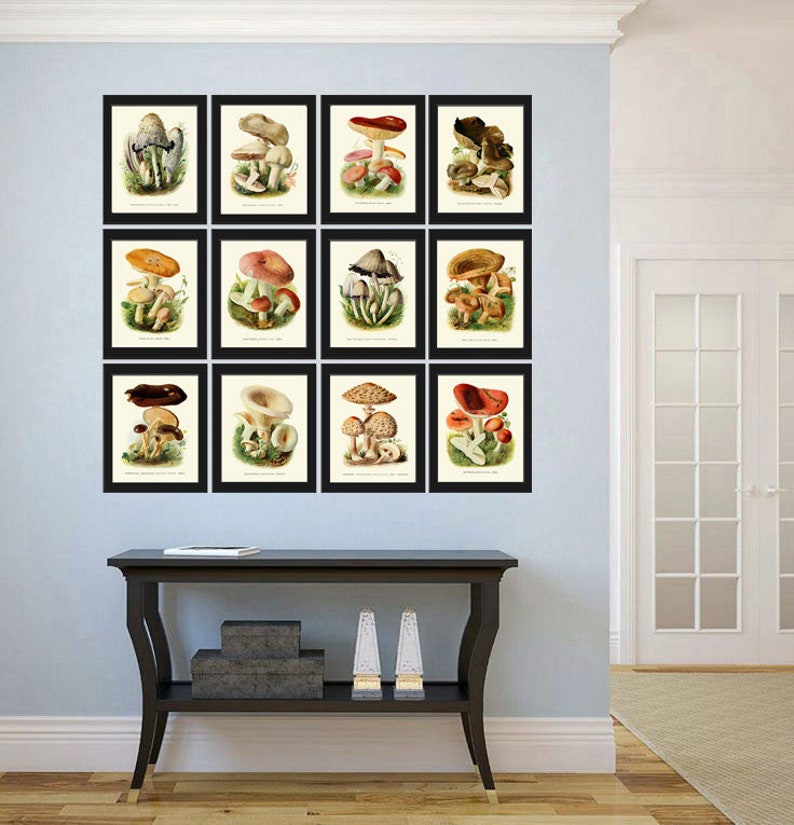 May include: A set of 12 framed vintage botanical illustrations of mushrooms. Each print features a different type of mushroom with detailed illustrations of the cap, stem, and gills. The prints are framed in black frames with white mounts.