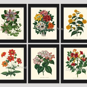 Botanical Prints Wall Art Set of 6 Beautiful Vintage Antique Passion ...
