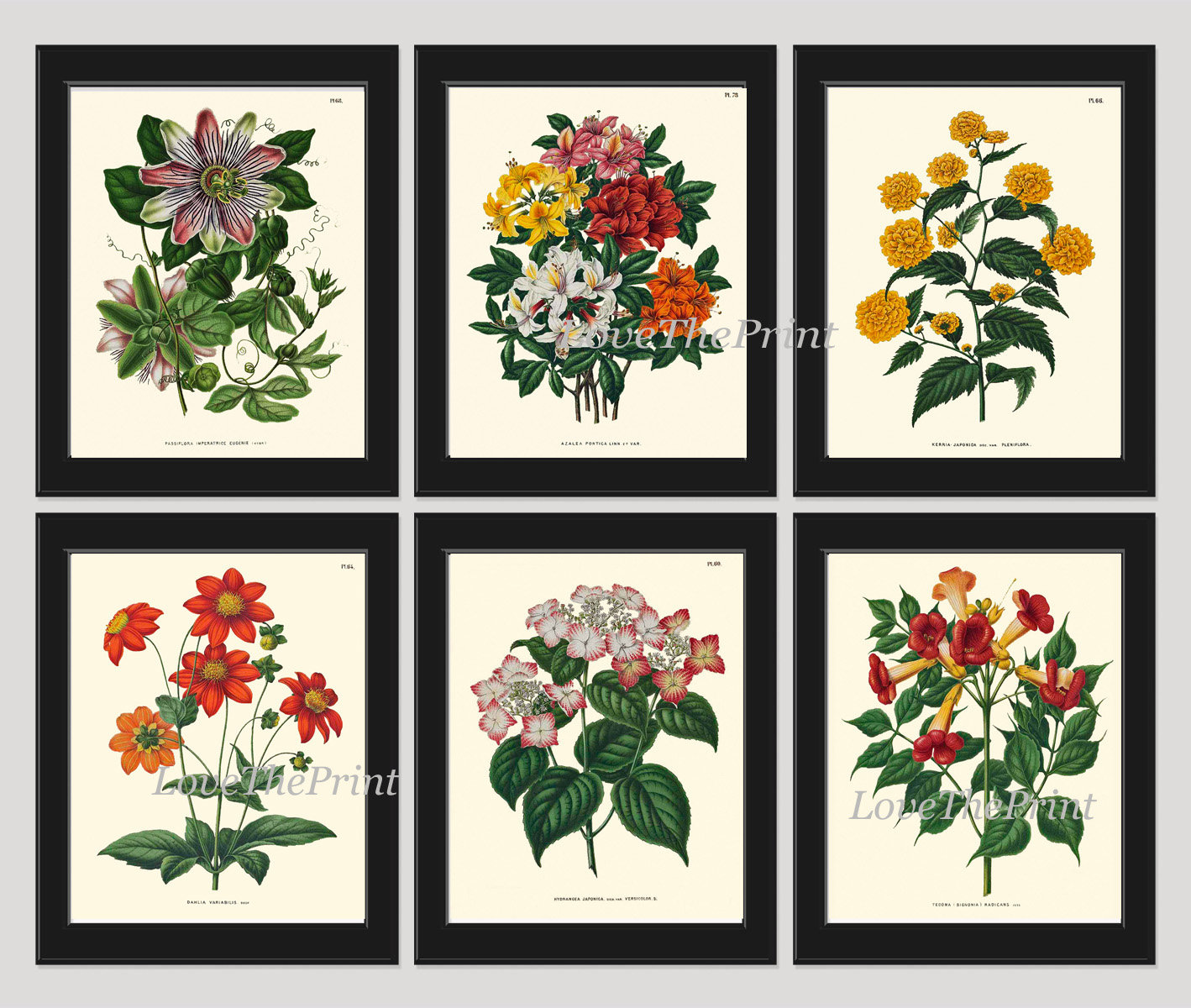 Botanical Prints Wall Art Set of 6 Beautiful Vintage Antique Passion ...
