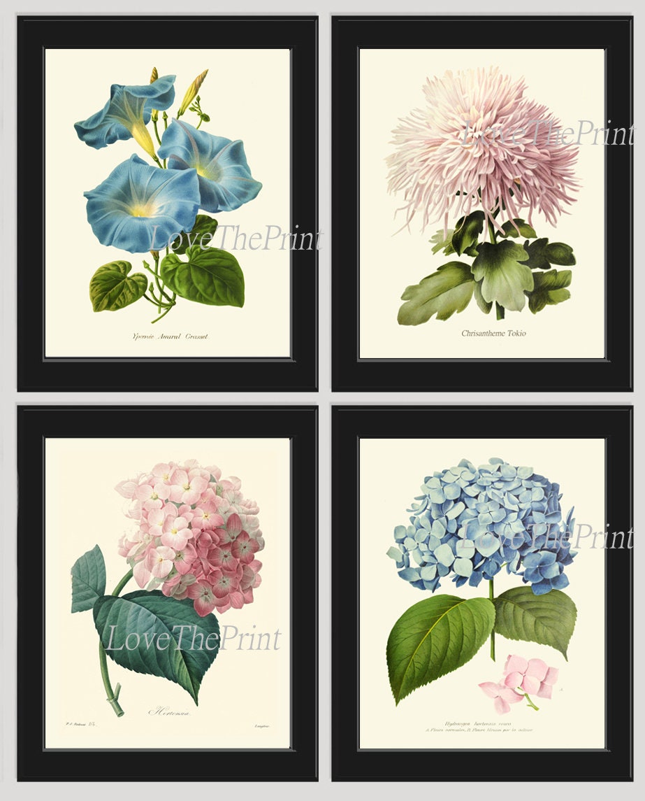 Hydrangea Blue Pink Botanical Wall Art Home Decor Print Set of 4 ...