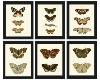Butterfly Print Set of 6 Wall Art DFSN Beautiful Antique Vintage Natural Colors Outdoor Garden Nature Brown Green Beige Home Decor to Frame