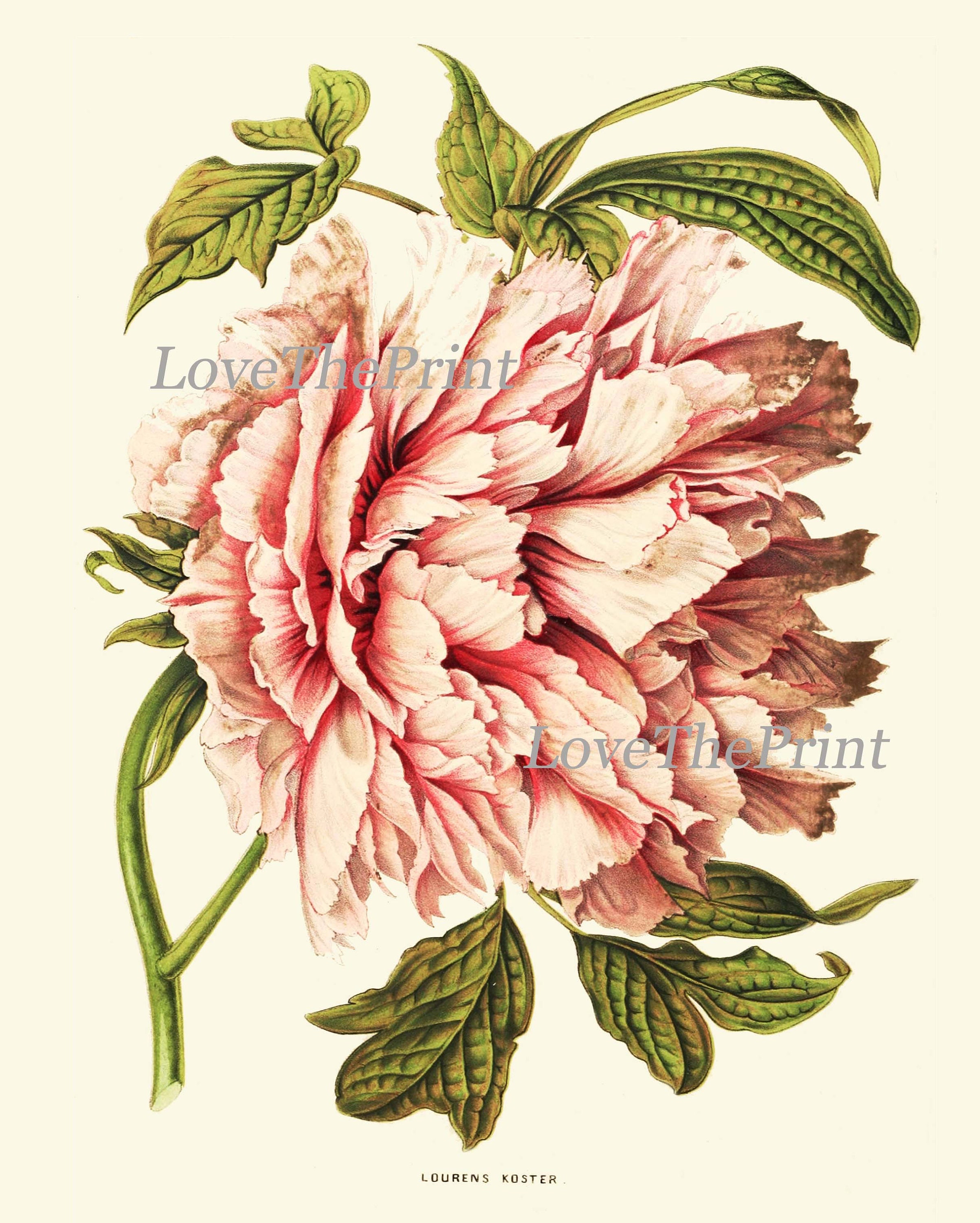 Peony Botanical Prints Wall Home Decor Art Set of 4 Beautiful - Etsy