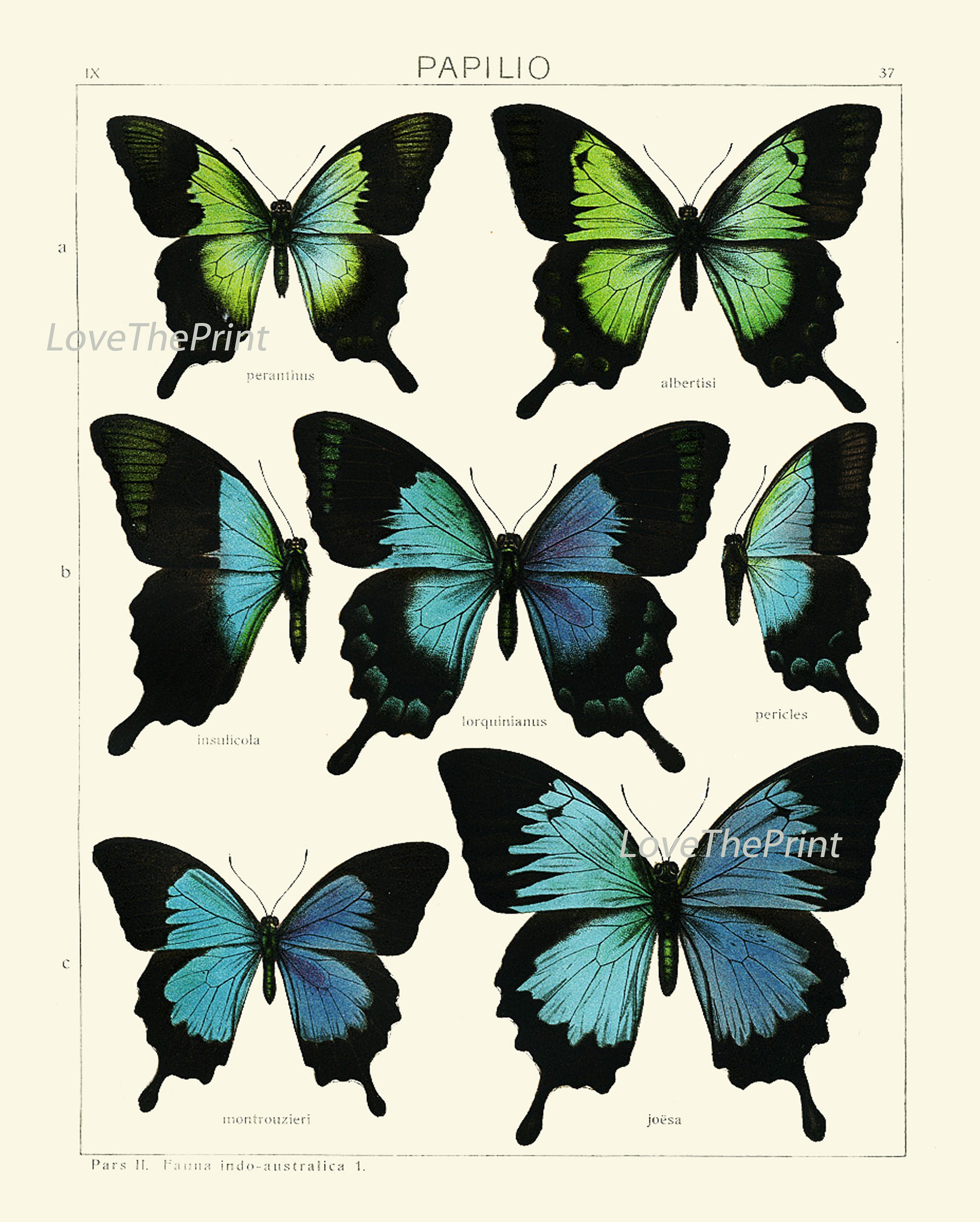 Vintage Butterflies Wall Art Set of 12 Prints Beautiful Antique ...