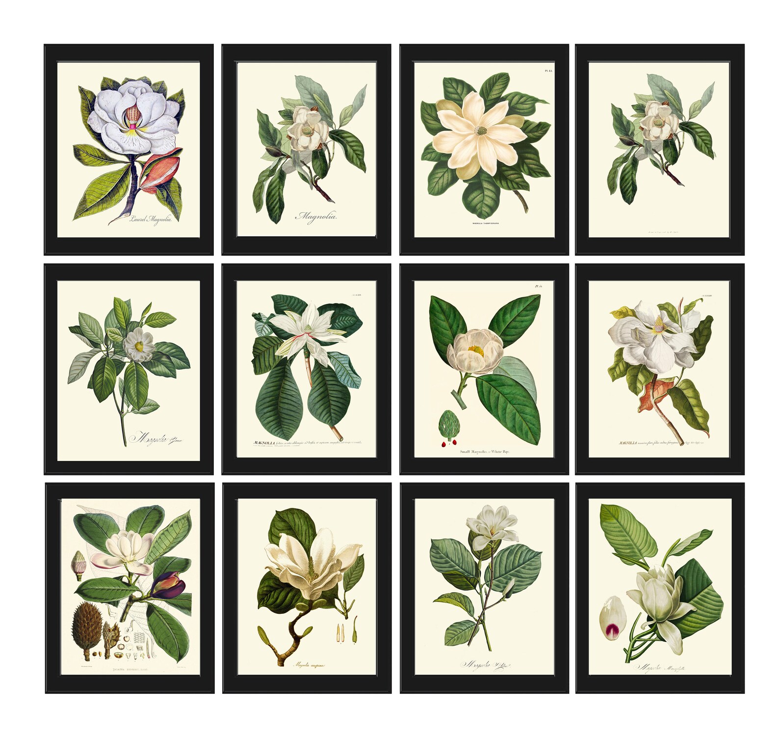 Magnolia Tree Flowers Botanical Prints Wall Art Home Decor Set of 12 ...