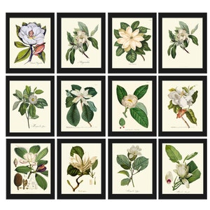 Magnolia Tree Flowers Botanical Prints Wall Art Home Decor Set of 12 Beautiful Vintage Antique Home Room Decor Interior Design to Frame MAGN