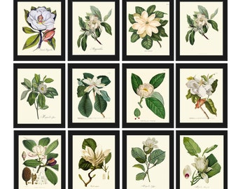 Magnolia Tree Flowers Botanical Prints Wall Art Home Decor Set of 12 Beautiful Vintage Antique Home Room Decor Interior Design to Frame MAGN