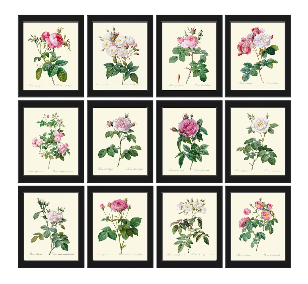 Pink White Roses Botanical Wall Art Set of 12 Prints Beautiful Antique ...