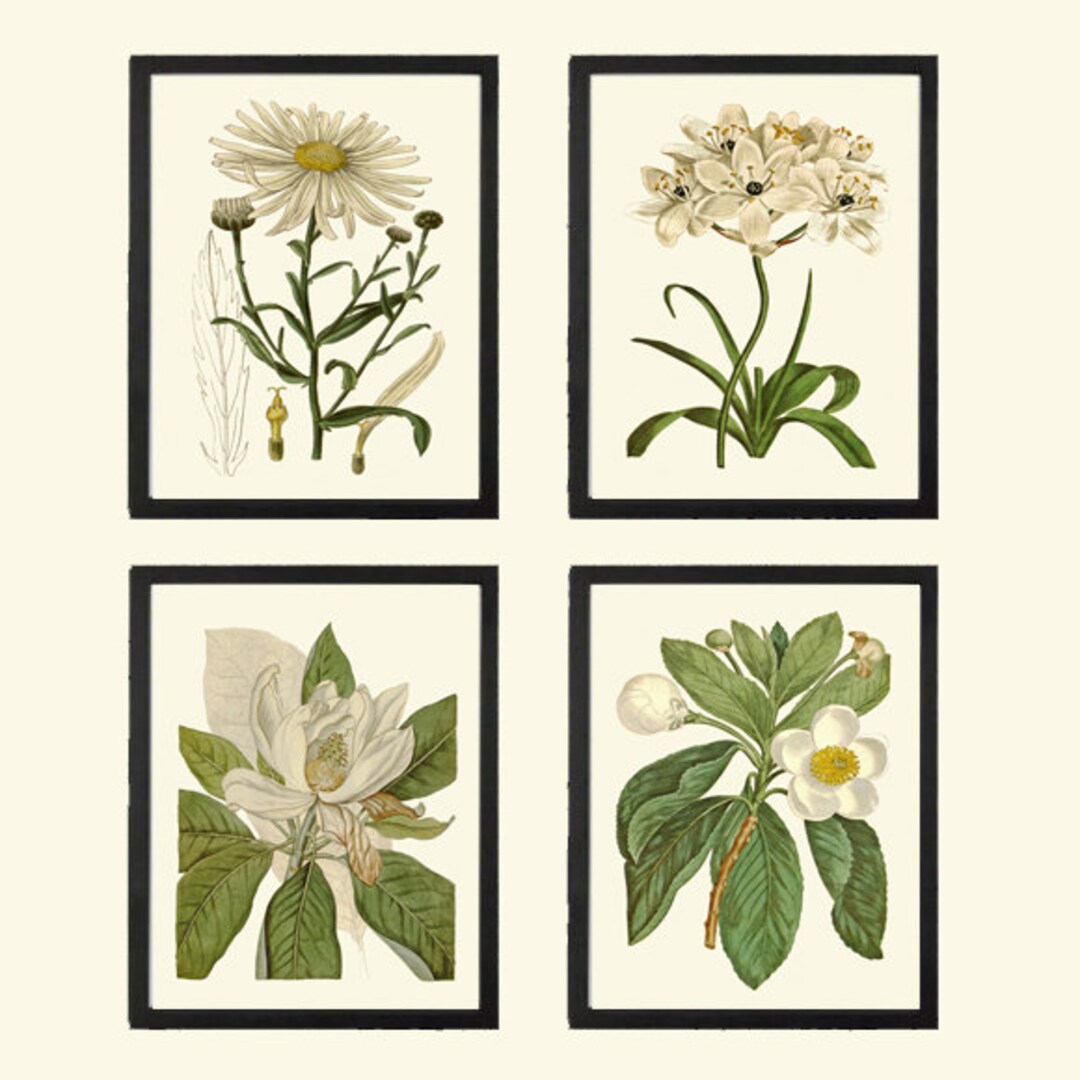 White Flowers Botanical Prints Wall Art Set of 4 Beautiful Antique ...
