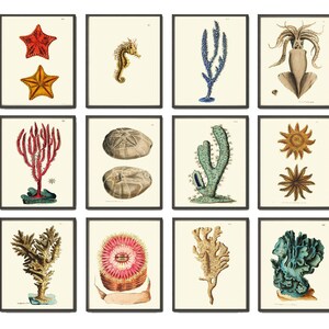 May include: A set of 12 vintage illustrations of sea life, including starfish, seahorses, coral, and sea urchins. The illustrations are in a classic style with detailed drawings and vibrant colors.