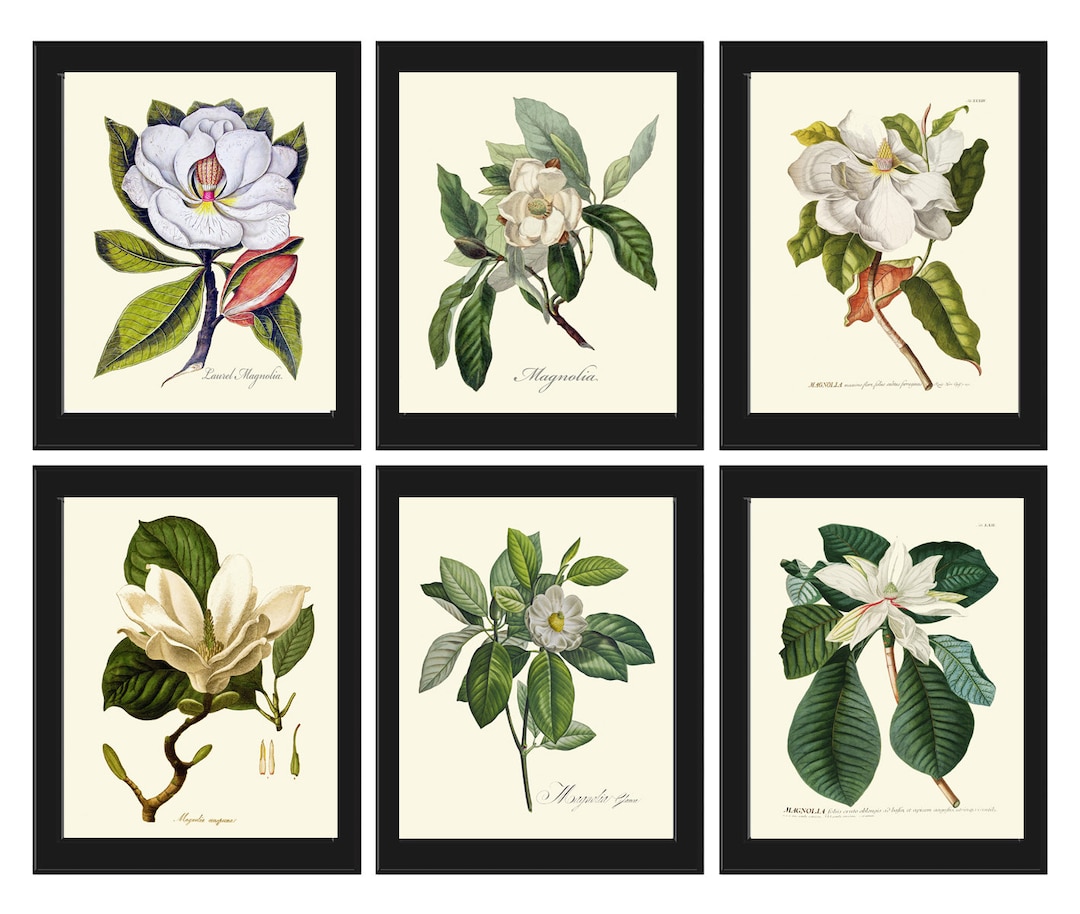 White Magnolia Botanical Prints Wall Decor Art Set of 6 Beautiful ...