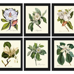 White Magnolia Botanical Prints Wall Decor Art Set of 6 Beautiful ...
