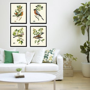 Vintage Bird Wall Art Print Set of 4 Beautiful Nature Bedroom Office ...