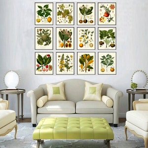 Tropical Fruit Botanical Wall Art Set of 12 Prints Beautiful Antique ...