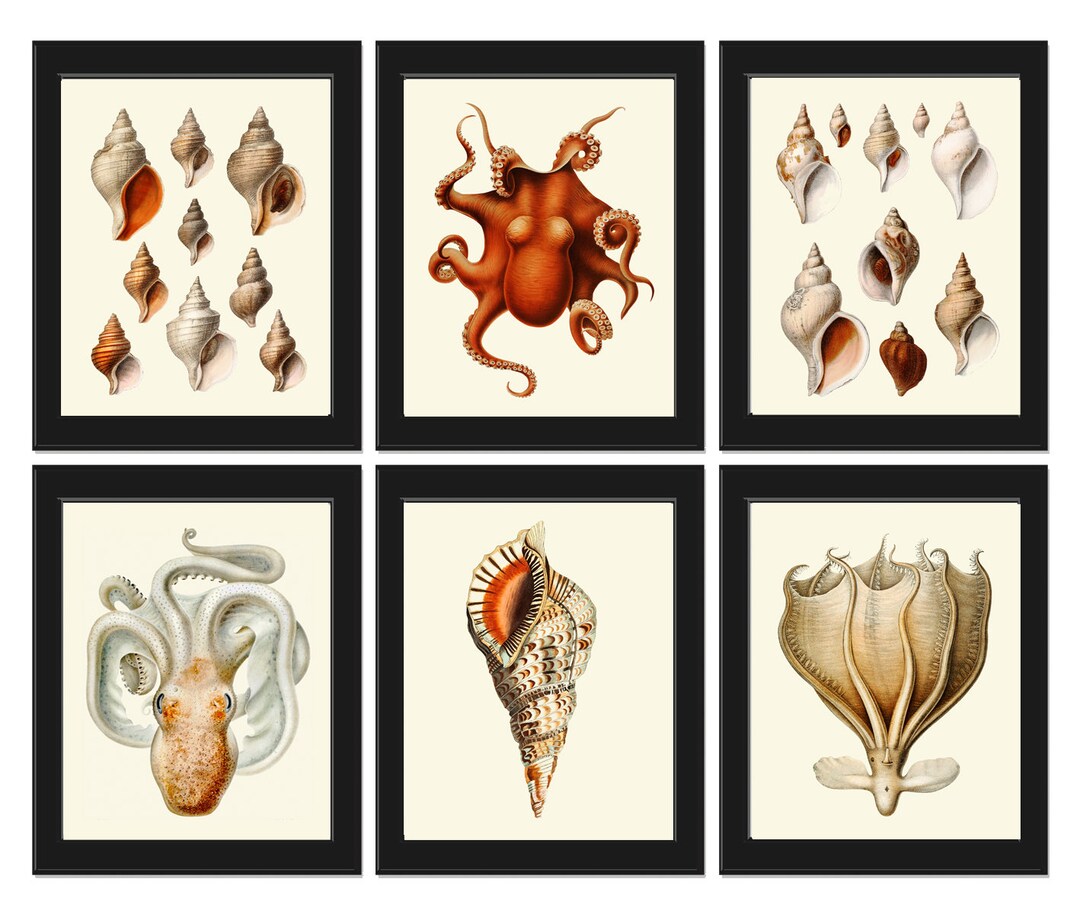 Vintage Octopus Shells Prints Wall Art Set of 6 Beautiful Antique Red ...