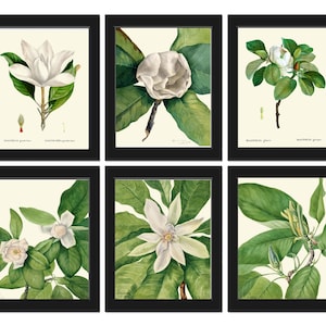 Weißer Magnolienbaum Blumen botanische Wand-Dekor-Kunst-Set von 6 Drucke schöne Vintage-Antik-Blüten-Südstaaten-Wohnkultur zum Rahmen MVW