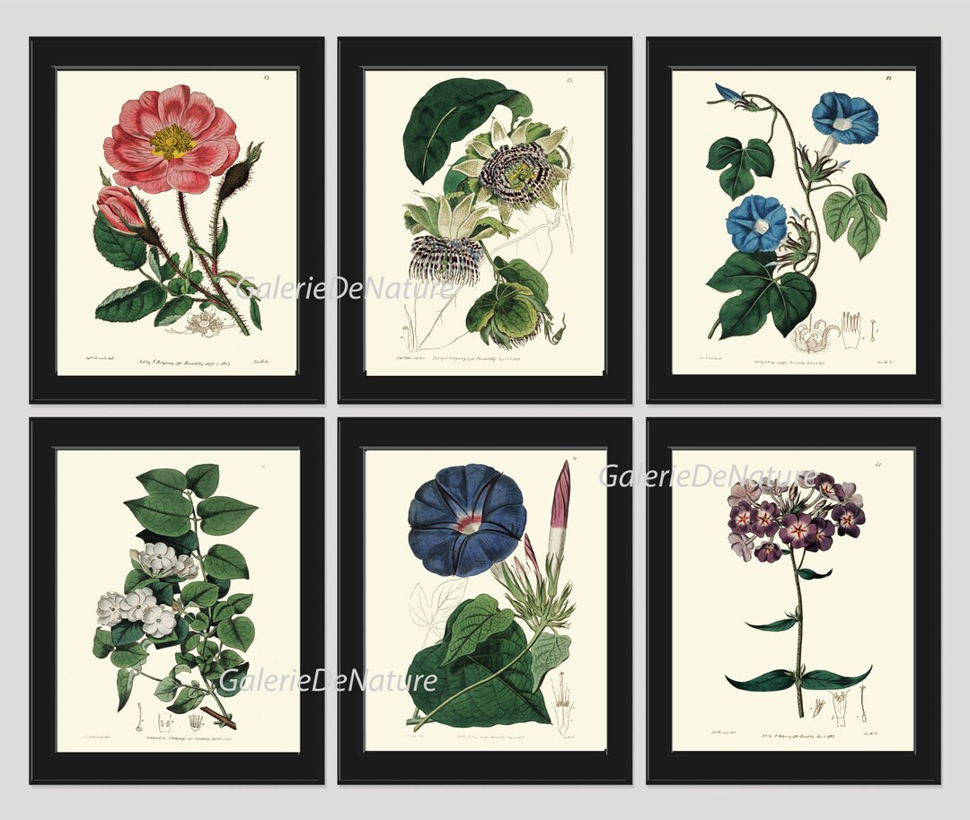 Botanical Flowers Wall Art Set of 6 Prints Beautiful Antique Vintage ...