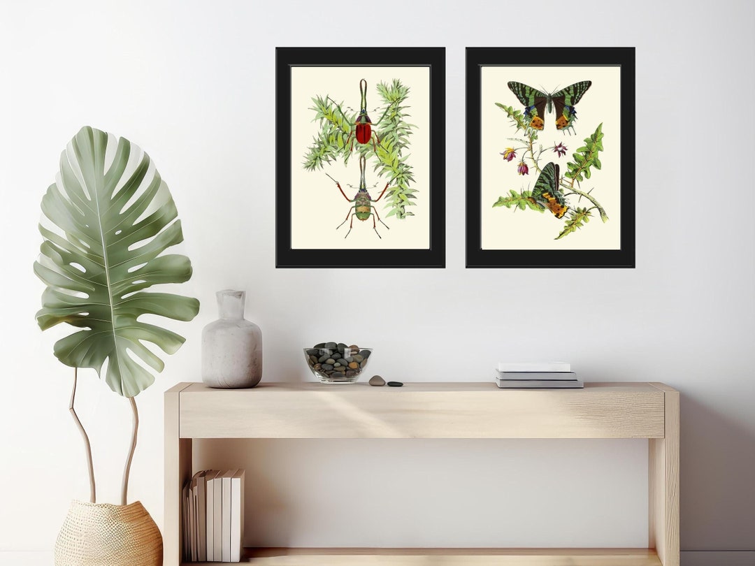 Vintage Insect Beetle Butterfly Wall Art Set of 2 Prints Beautiful ...