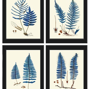 Vintage Blue Fern Prints Wall Art Set of 4 Beautiful Antique Forest Nature Illustration Watercolor Interior Design Home Decor to Frame HWB