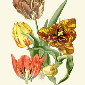 Botanical Print Set of 4 Prints Tulip Lily Iris Beautiful Antique Wall ...
