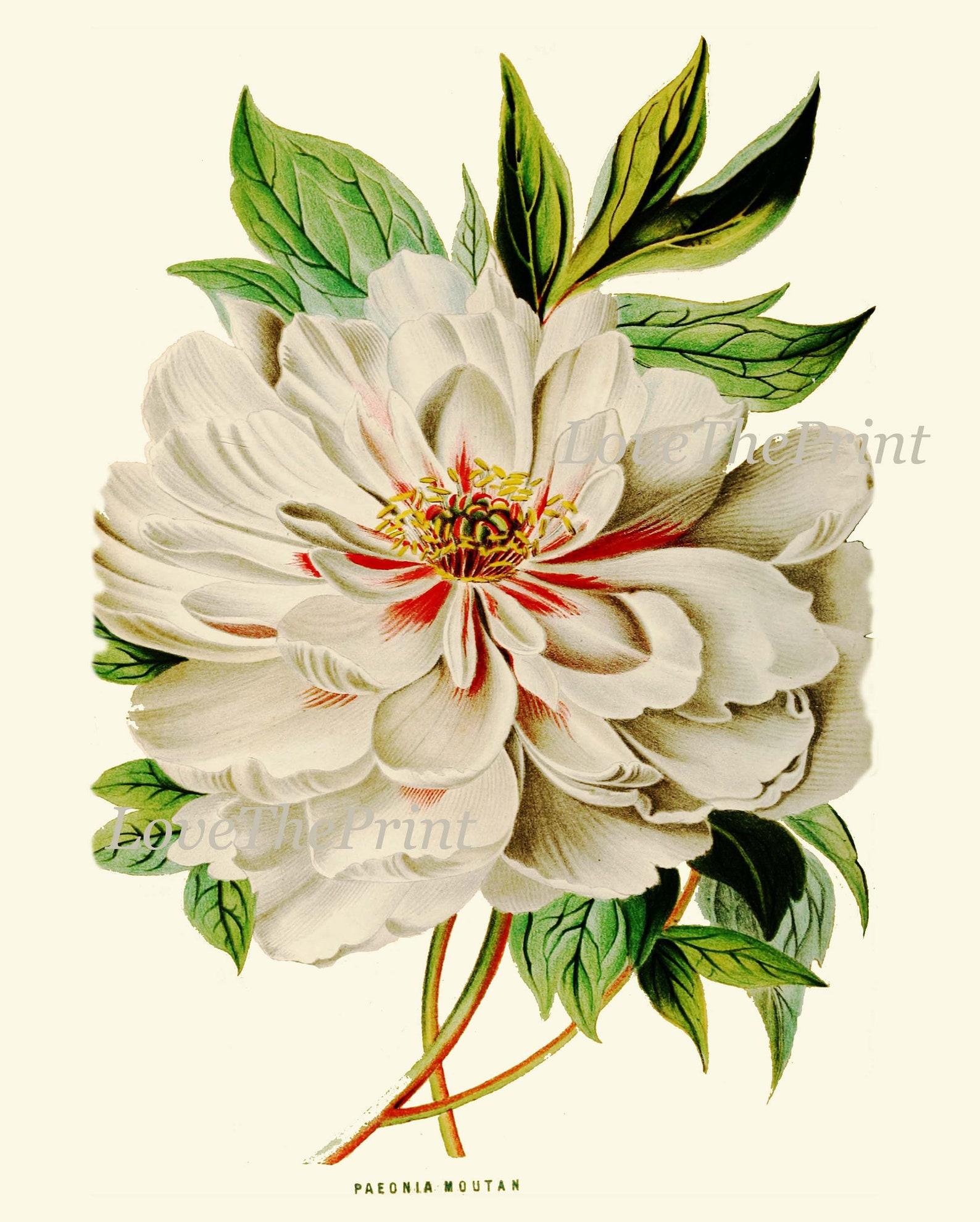 Peony Botanical Prints Wall Home Decor Art Set of 4 Beautiful Antique ...