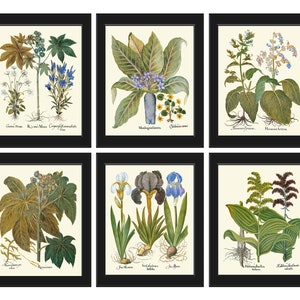 Botanical Print Set No. 27, Blue Flowers, Giclee, Art Prints