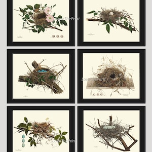 Vintage Bird Nest Eggs Prints Wall Art Set of 6 Beautiful Antique Blue White Eggs Tree Branch Natural Colors Rustic Home Decor to Frame NEST