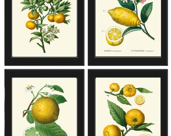 May include: Four vintage botanical illustrations of citrus fruits. The top left image shows a branch of a citrus tree with green leaves and small yellow fruits. The top right image shows a branch of a lemon tree with green leaves, white flowers, and yellow lemons. The bottom left image shows a branch of a grapefruit tree with green leaves and yellow grapefruit. The bottom right image shows a branch of a lemon tree with green leaves and yellow lemons.