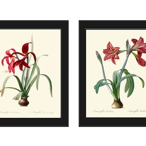 Red Amaryllis Flower Wall Art Set of 2 Prints Beautiful Vintage Antique Winter Christmas Holiday Gift Decoration Home Decor to Frame AMAR