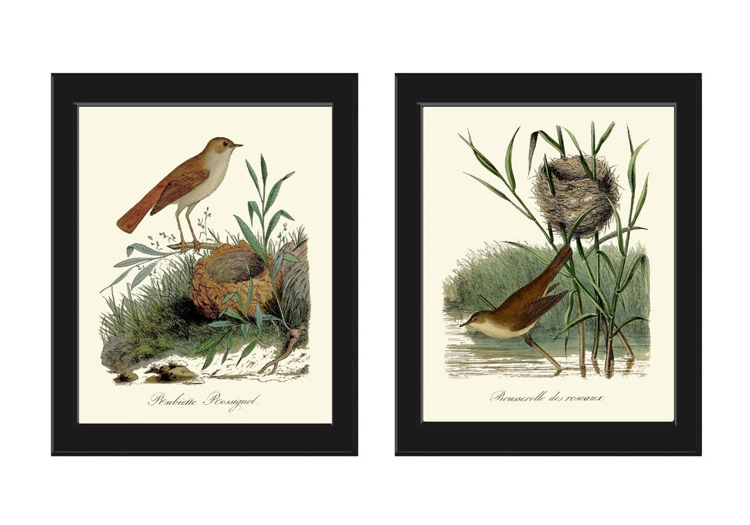 Vintage Bird Nest Wall Art Prints Set of 2 Beautiful Antique Farmhouse ...