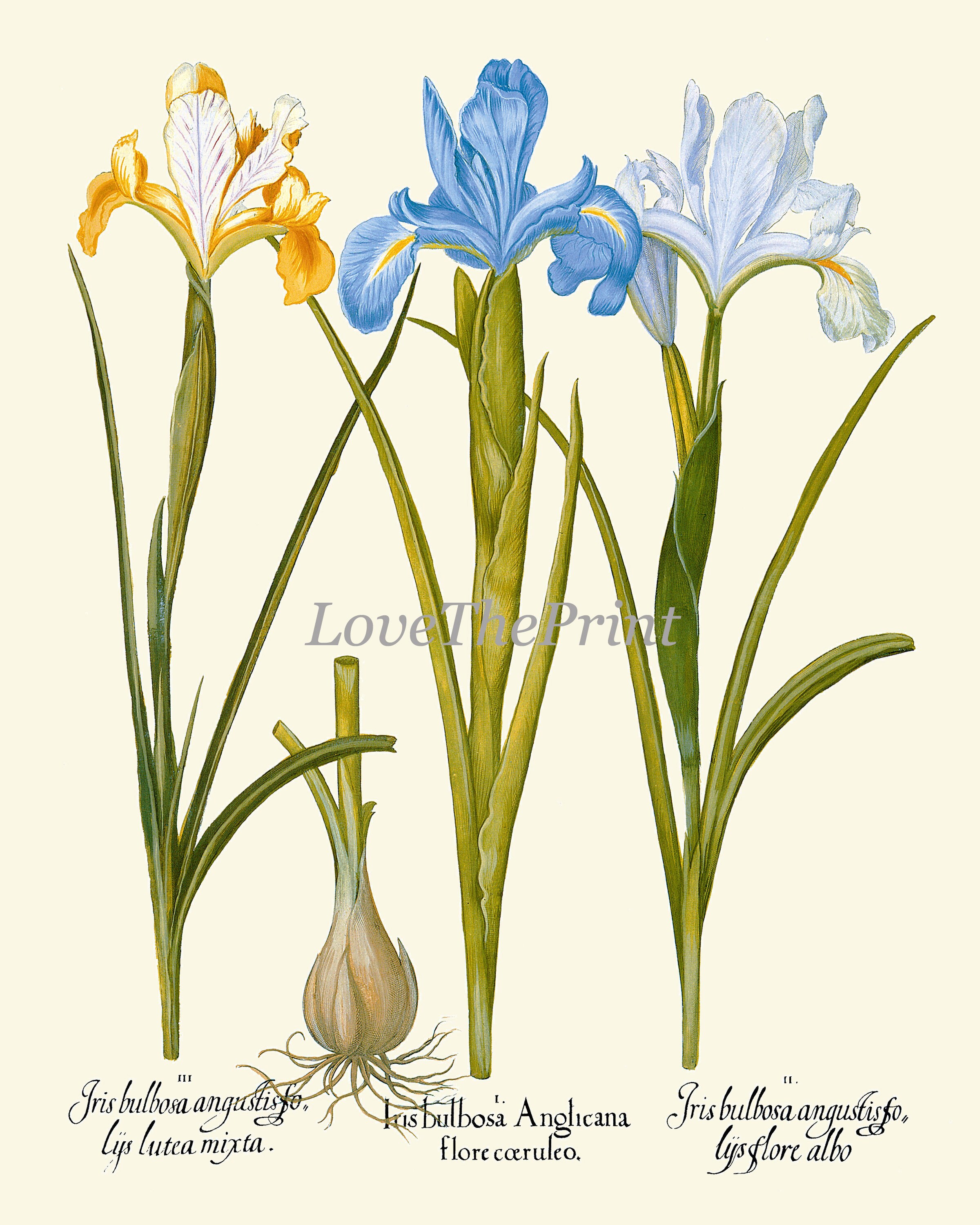 Wildflowers Botanical Prints Set Wall Art of 9 Beautiful Flowers ...