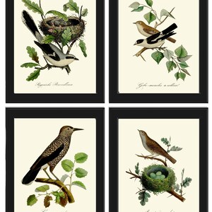 Vintage Bird Nest Wall Art Prints Set of 4 Beautiful Antique Trees Branch Green Forest Outdoor Nature Farmhouse Home Decor to Frame DCF