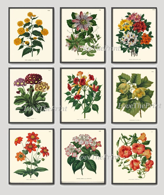 Botanical Wall Decor Art Set of 9 Prints Beautiful Vintage Etsy