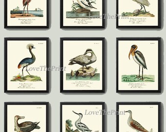 Birds Wall Art Print Set of 9 Beautiful Antique Vintage Lake Outdoor Nature Swan Crane Duck Pelican Flamingo Picture Home Decor to Frame HJF