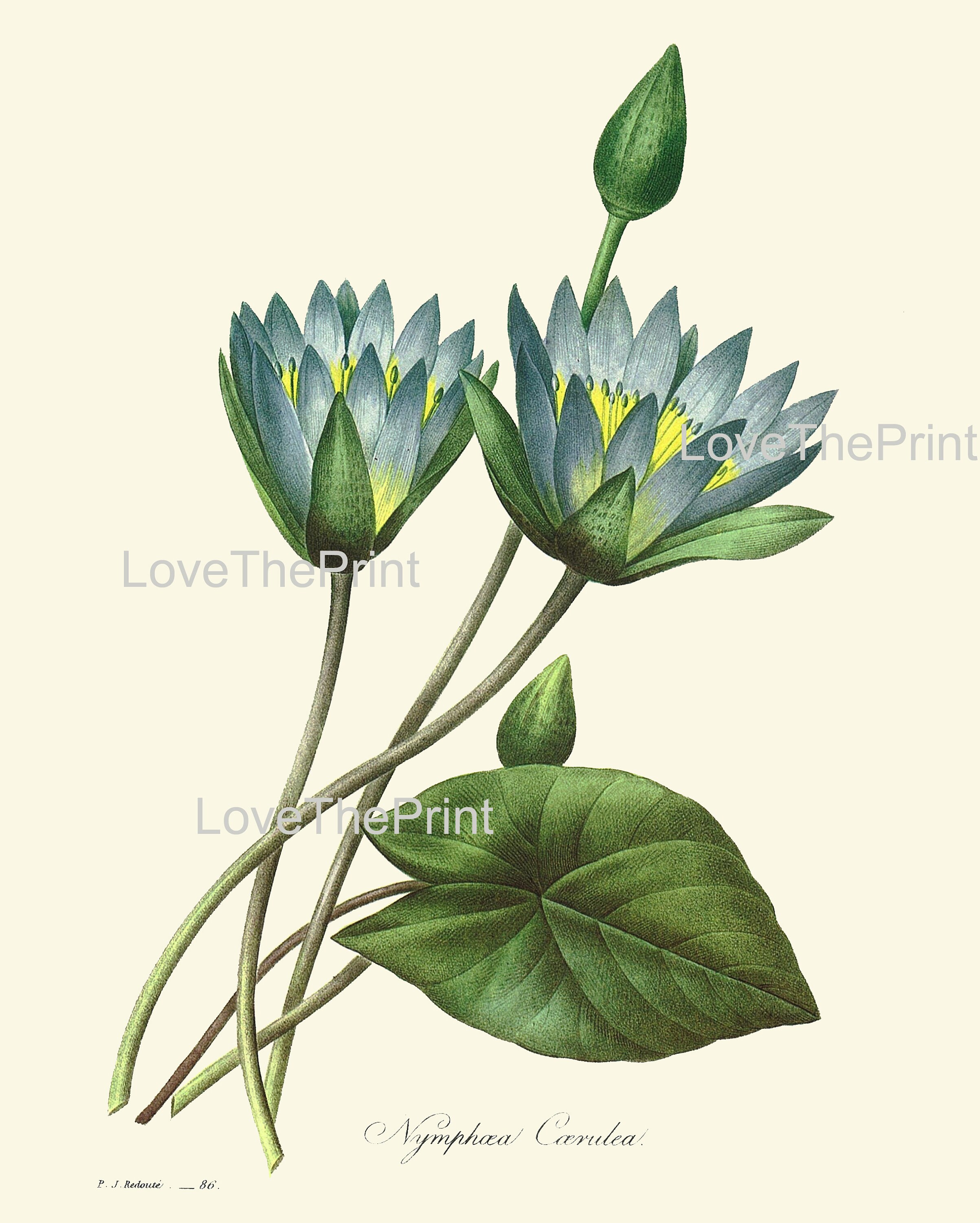 Blue Flowers Botanical Wall Art Set of 4 Prints Beautiful - Etsy