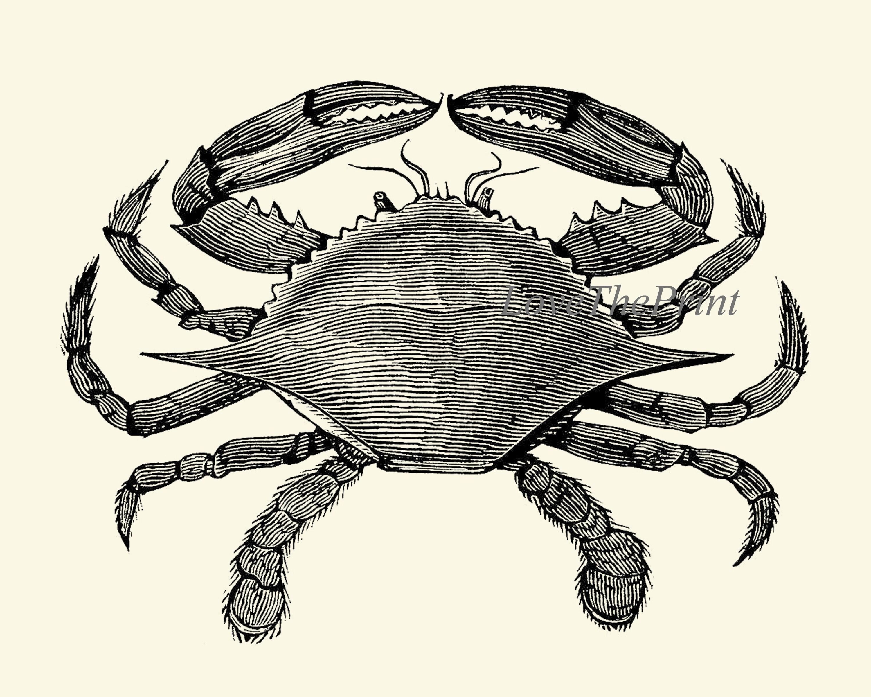 Vintage Crab Prints Wall Art Set Of 4 Beautiful Black And White Crabs Vintage Crab Prints Wall Art Set Of 4 Beautiful Black And White Crabs