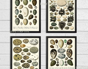 Bird Eggs Wall Art Set of 4 Prints Beautiful Antique Vintage Rustic Country Farmhouse Cottage Birdwatching Nature Home Decor to Frame BIE