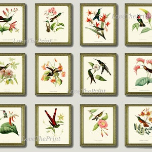 Hummingbird Home Decor Wall Art Set of 12 Prints Beautiful Antique Vintage Colorful Tropical Birds Pink Exotic Nature Flowers to Frame HUMM