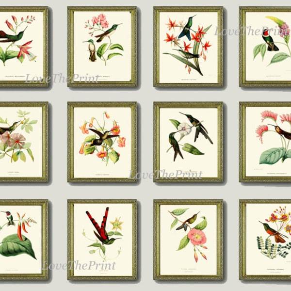 Antique hummingbird prints etsy