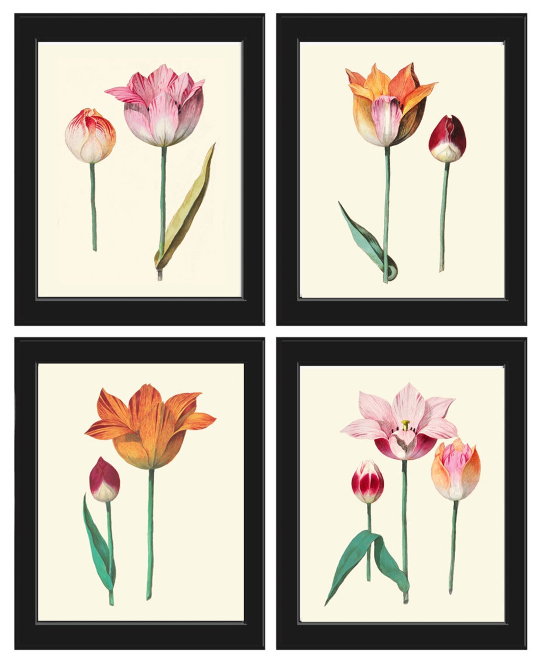 Botanical Prints Tulip Flowers Wall Art Decor Set of 4 Beautiful ...