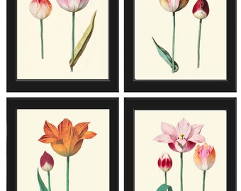 Botaniska tryck, tulpanblommor, väggdekor, set med 4 vackra antika vintagerosa orange tulpaner, växter, trädgårdsskötsel, heminredning att rama in ABD