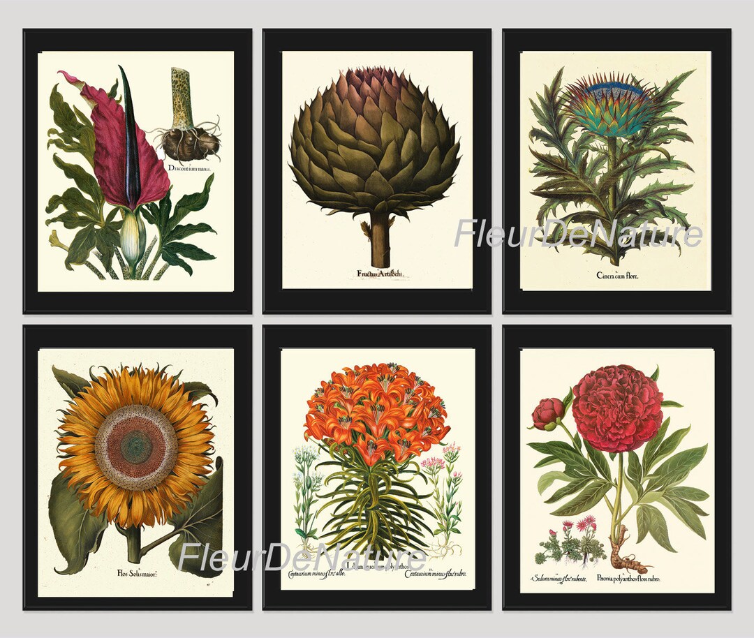 Botanical Wall Decor Art Set of 6 Prints Beautiful Vintage Antique ...