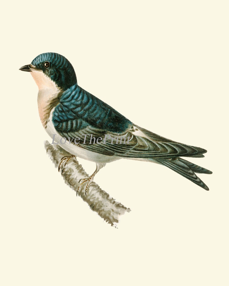 Bird Wall Art Set of 12 Prints Beautiful Antique Vintage Songbirds Bird ...