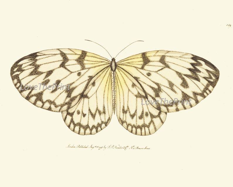 Butterfly Prints Wall Art Set of 12 Beautiful Antique Vintage Colorful ...