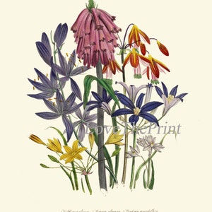 Wildflowers Botanical Wall Art Set of 9 Prints Beautiful Vintage ...